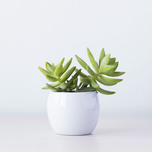 Grid full width
